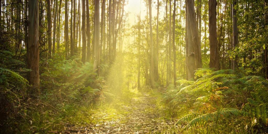 Trees used for Tencel Lyocell clothing.