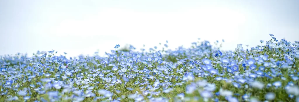 flax flowers and How to Clean Linen Clothing