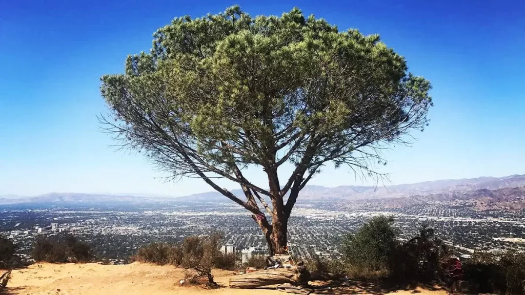Wisdom tree hiking trail in Los Angeles