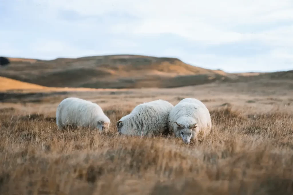 Merino wool sheep grazing