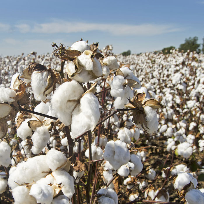 Organic Cotton plants