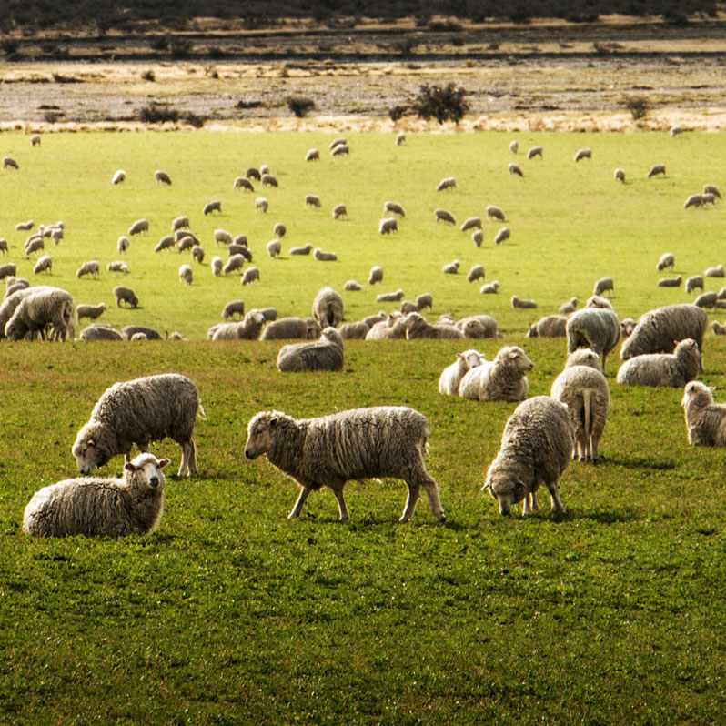 Merino Wool Sheep