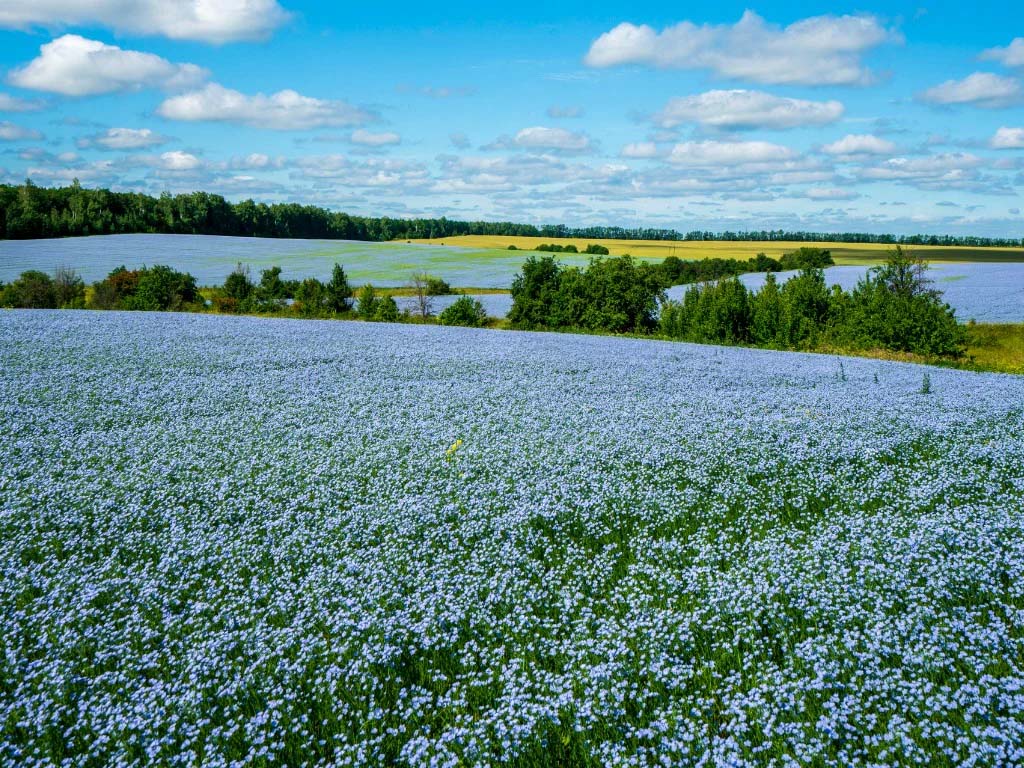 a field of Blooming flax plants