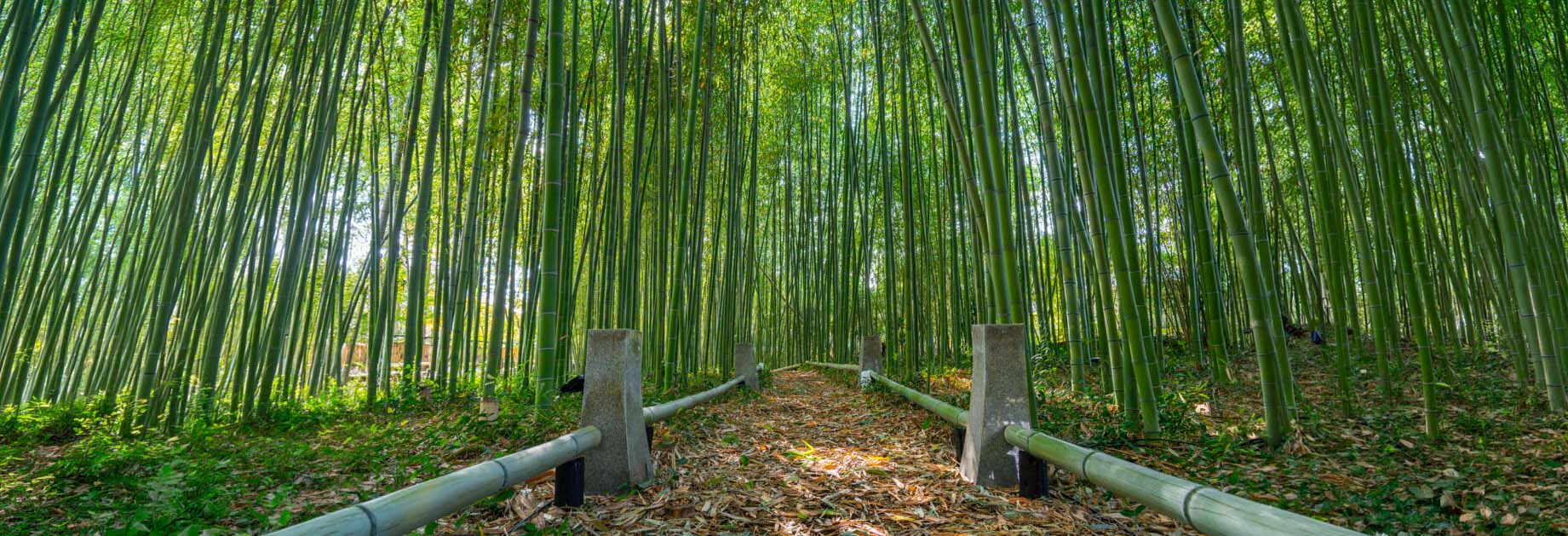 Bamboo Rayon vs Bamboo Viscose