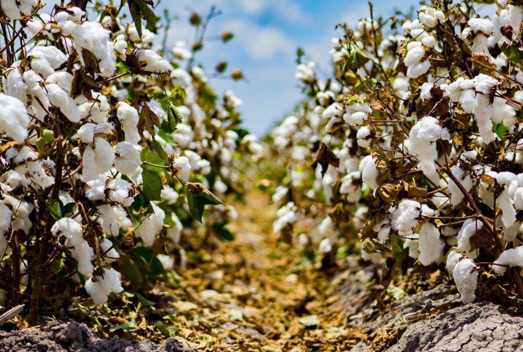 organic cotton field used to make sustainble activewear