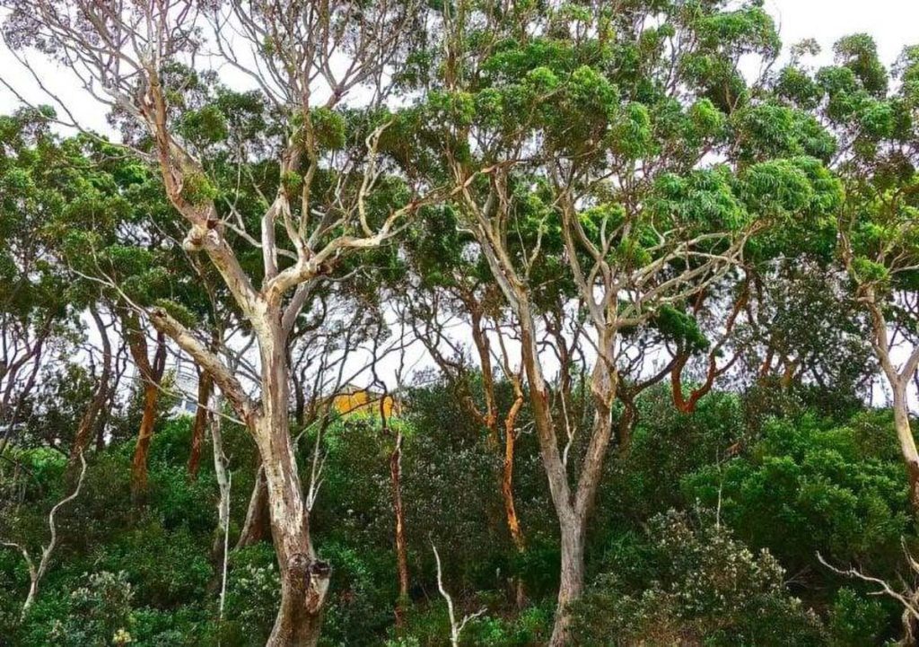 A forest of eucalyptus trees makes for some of the Best Fabrics for Sustainable Activewear