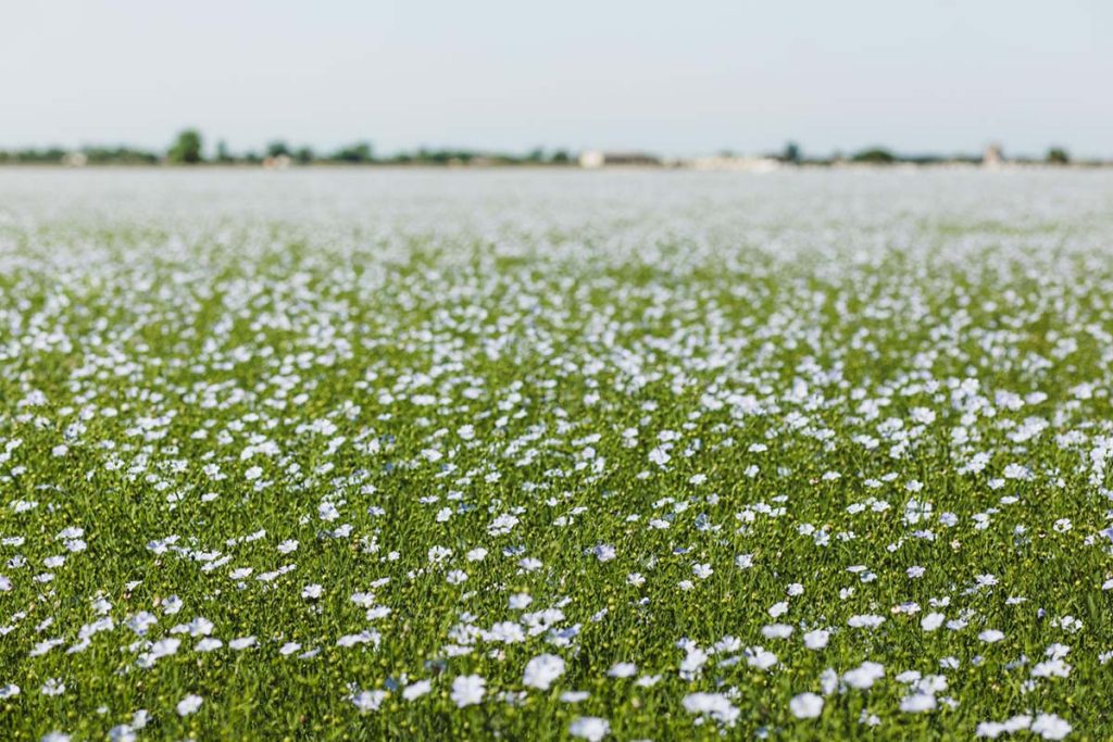 Field of flax plants grown for linen