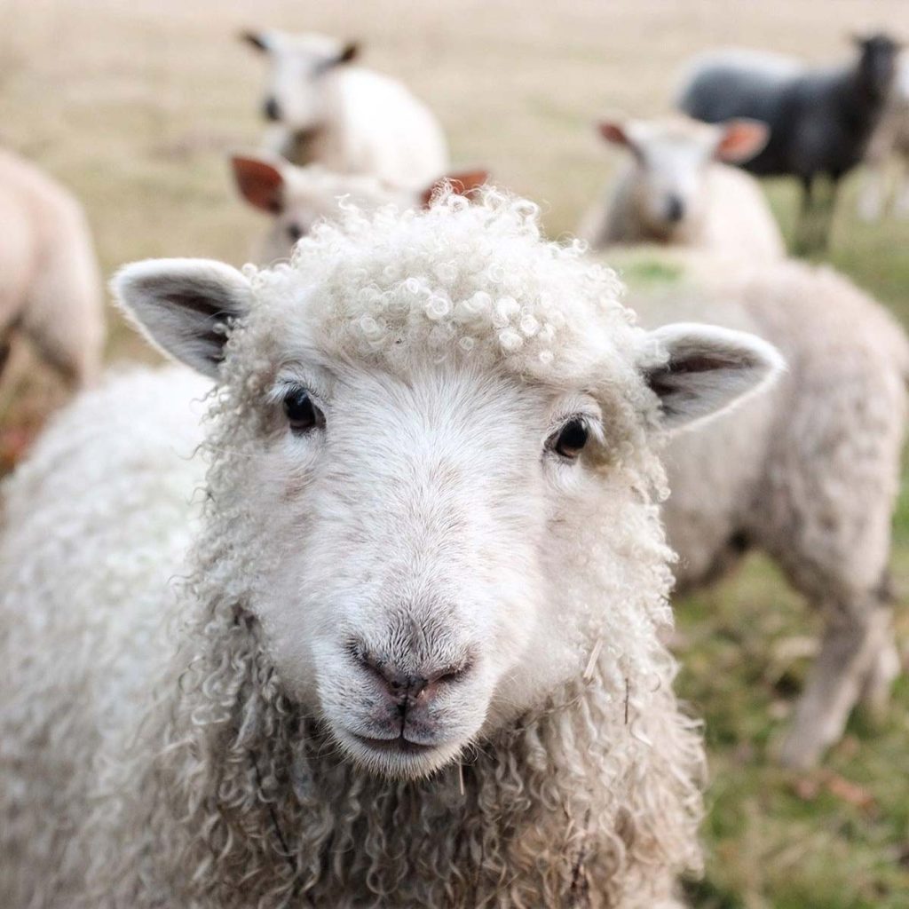 a cute sheep growing for merino wool used to make some of the Best Fabrics for Sustainable Activewear