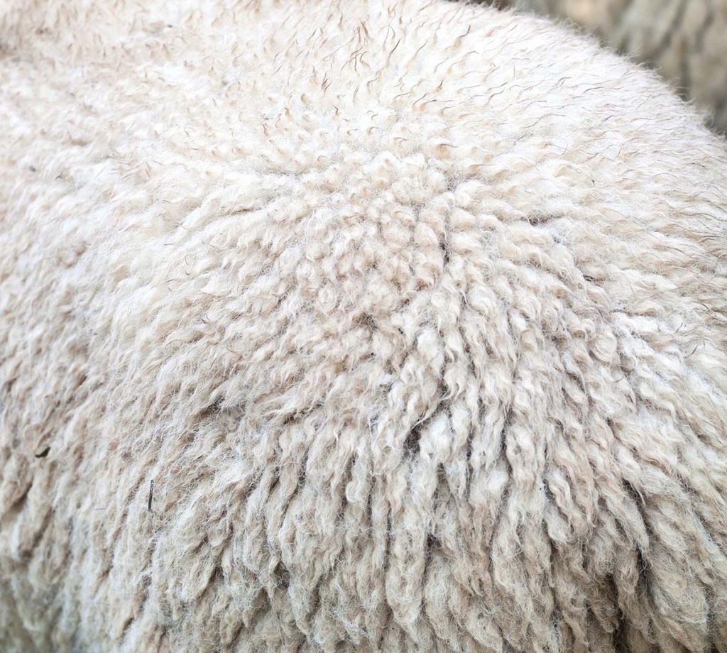 close up view of a sheep the grows merino wool